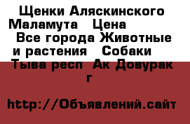 Щенки Аляскинского Маламута › Цена ­ 10 000 - Все города Животные и растения » Собаки   . Тыва респ.,Ак-Довурак г.